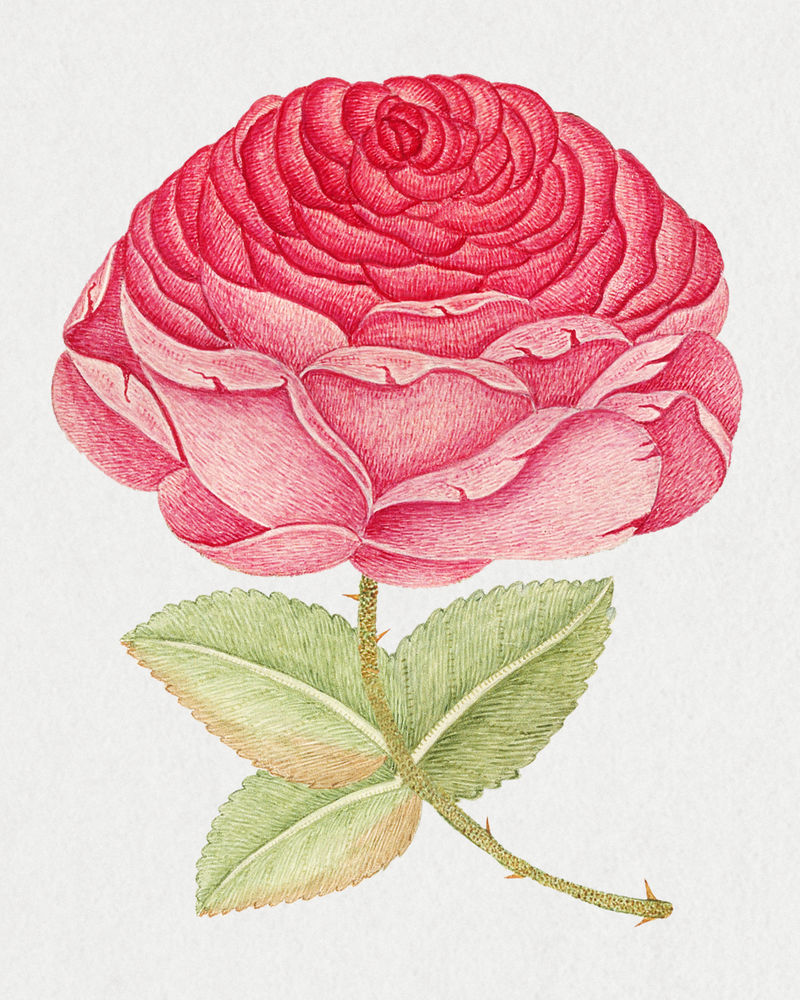 复古粉红玫瑰psd插图从18世纪的艺术作品从史密森档案混合