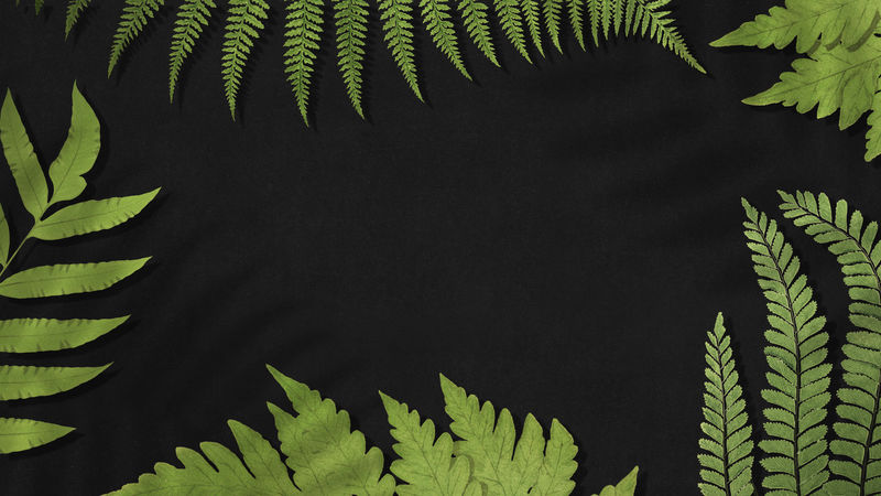 蕨叶背景框