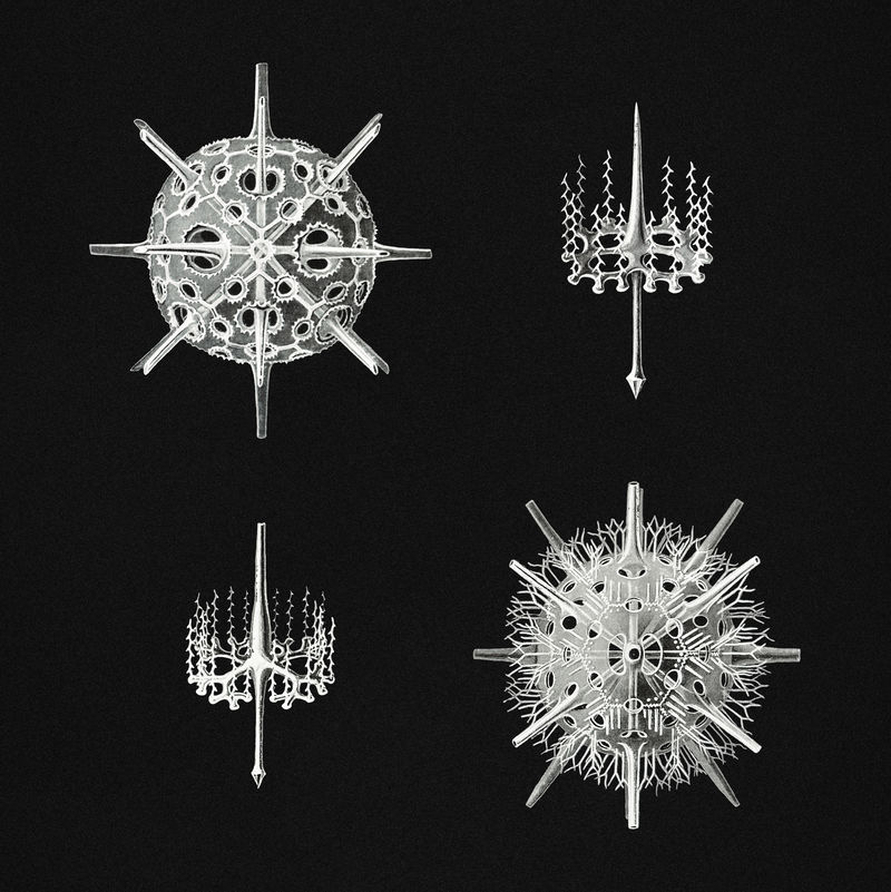 复古海洋生物插图集