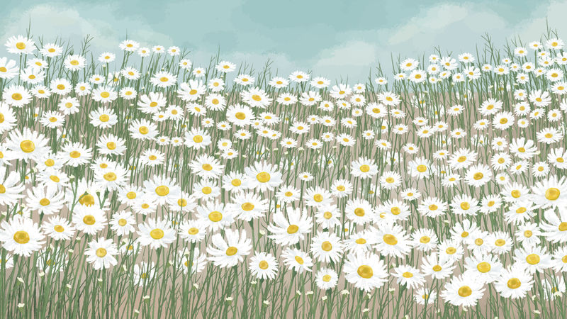 盛开的白色雏菊花背景向量素材 高清图片 摄影照片 寻图免费打包下载