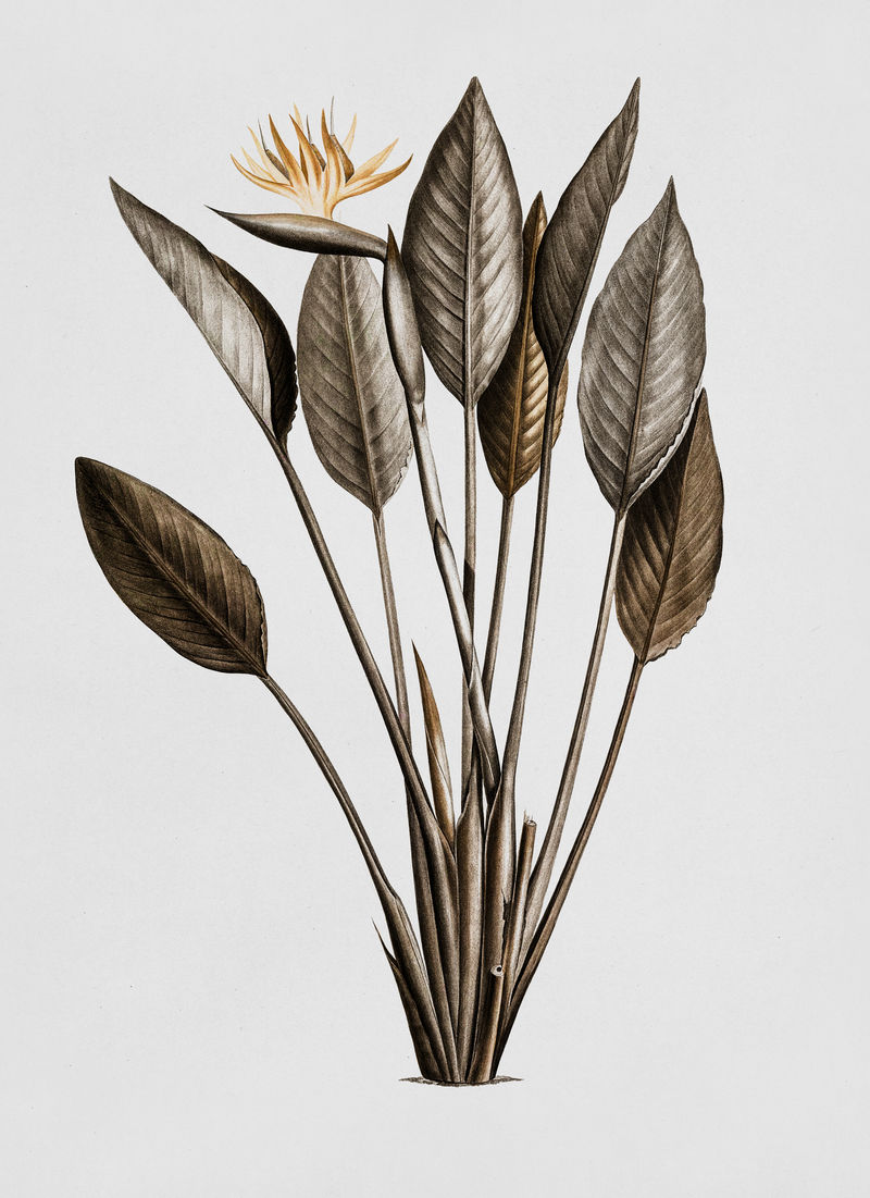 天堂鸟复古插画混搭原创艺术作品