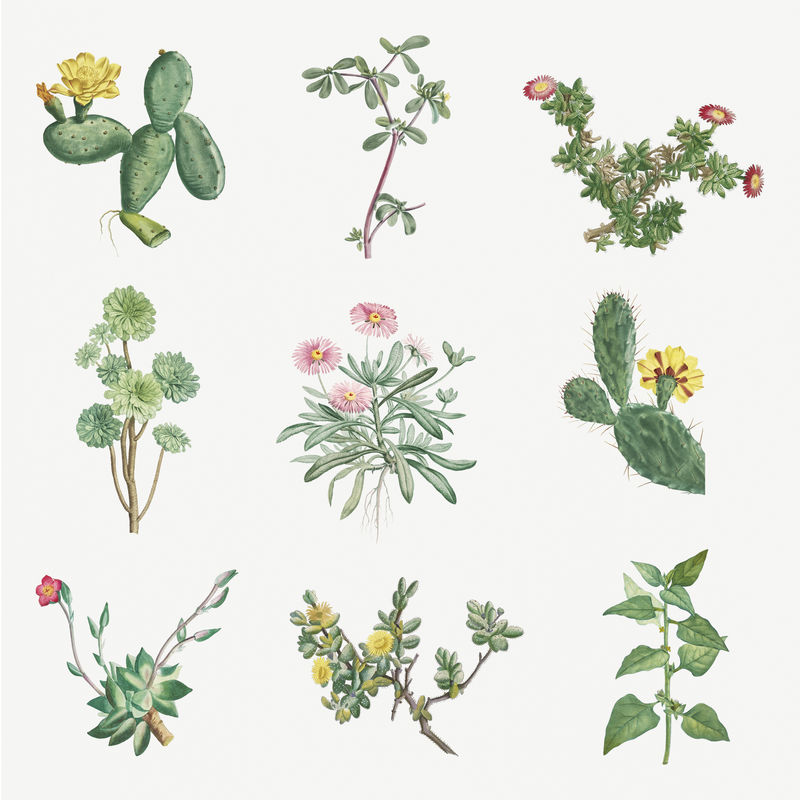 手绘仙人掌和多汁插图集