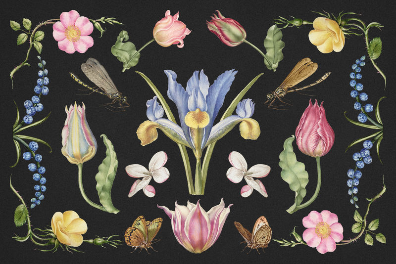 手绘花卉插画集从书法模型书乔里斯霍夫纳格尔和乔治博茨凯混音