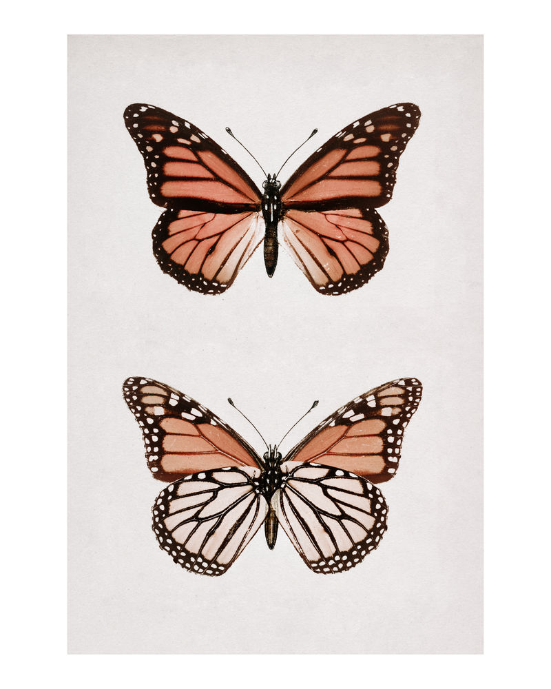 Monarch Butterfly（Danais Archippus）复古壁画印刷海报设计由Sherman F
