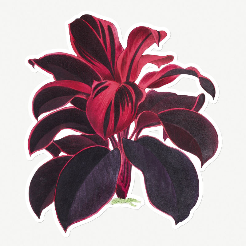 手绘夏威夷钛白色边框植物贴纸