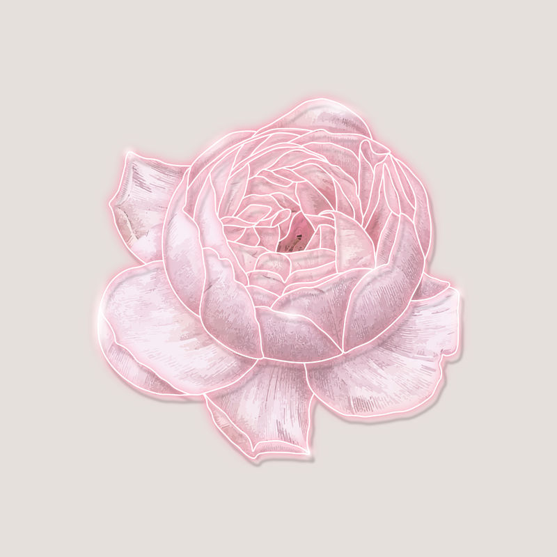 霓虹粉红玫瑰在一个灰色的背景向量