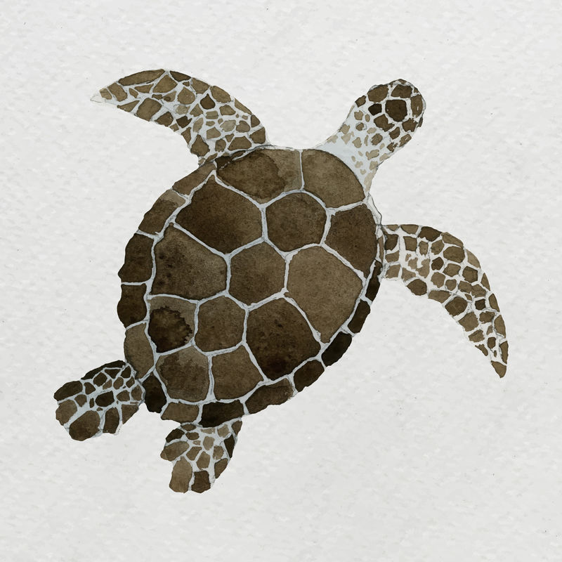 水彩画白画布上的海龟