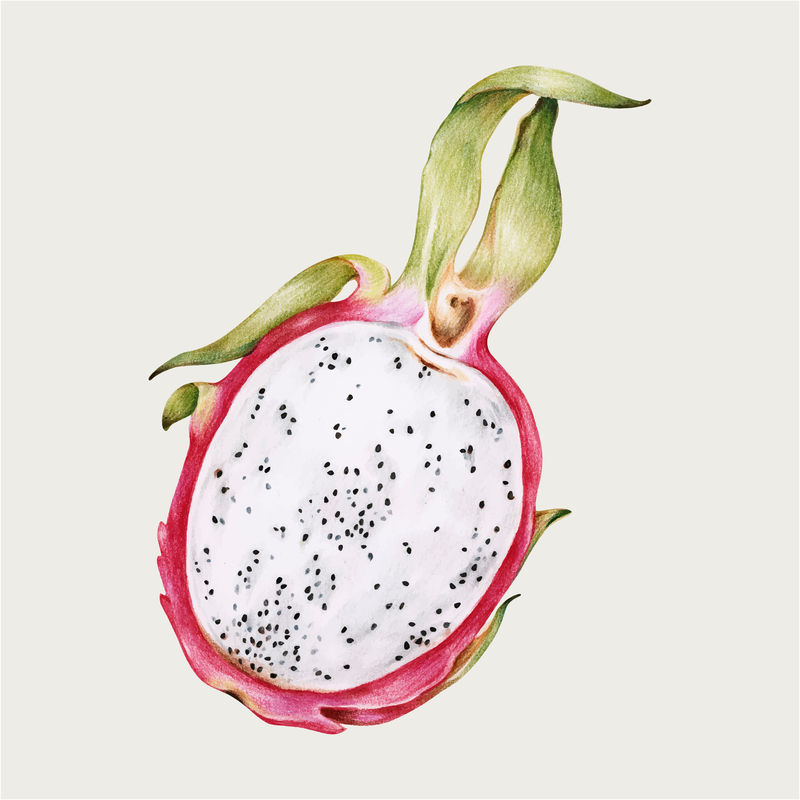 鲜龙果矢量手绘