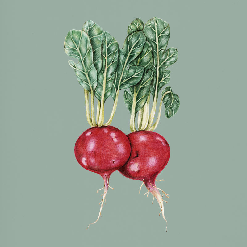 手绘萝卜插画