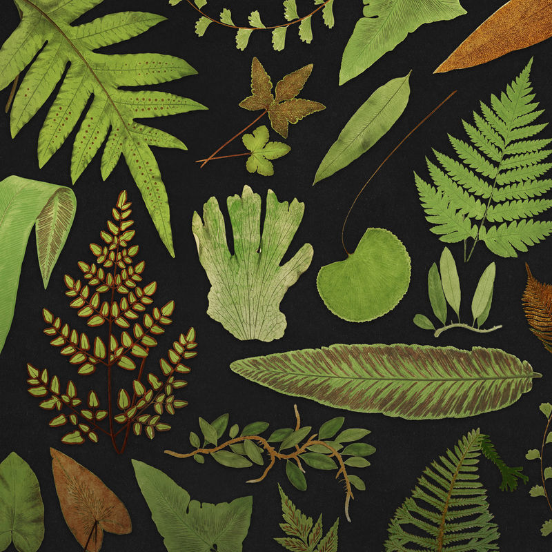 各种蕨类植物叶子模板