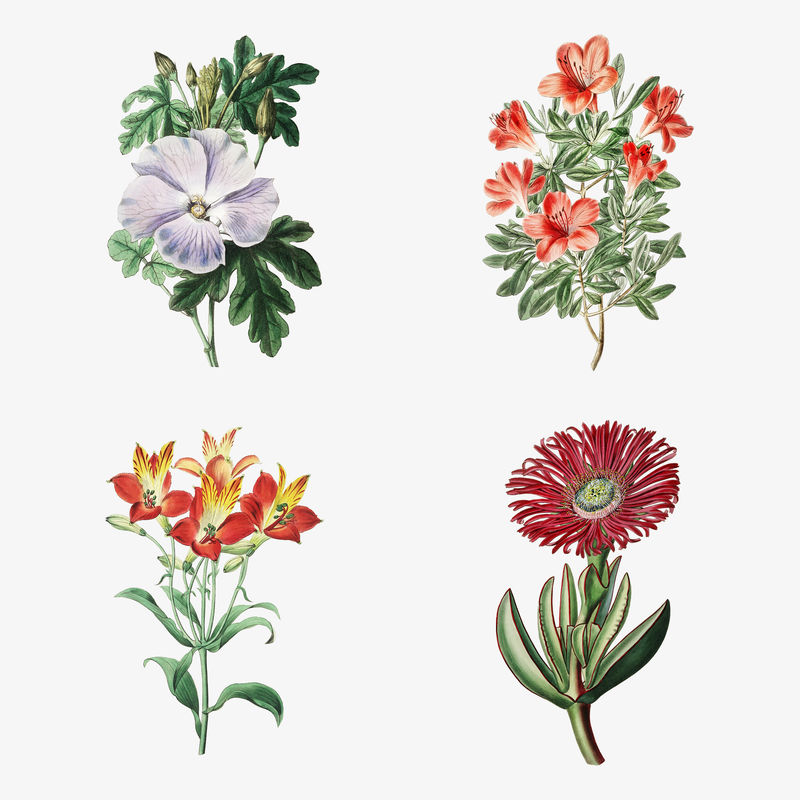 花卉复古植物插图集