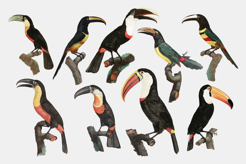 复古鸟插图psd套装