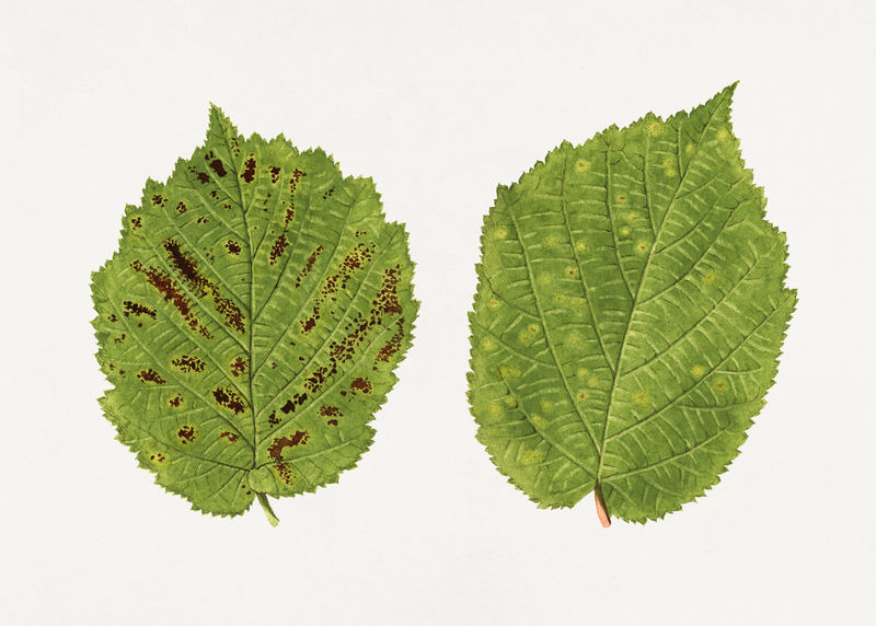 古董榛子叶插图模型