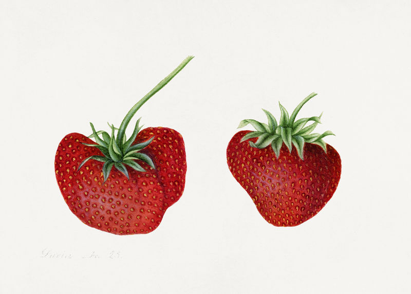 经典草莓插图模型