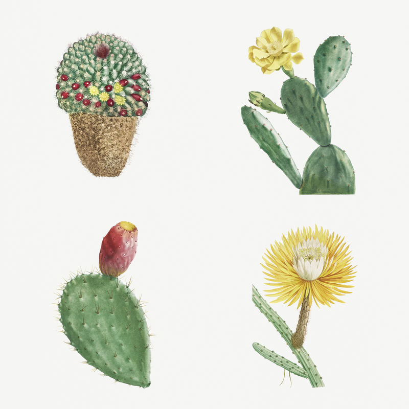一套多汁植物和仙人掌插图
