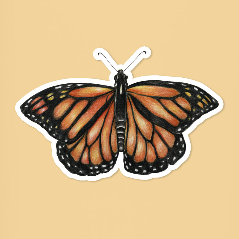 复古帝王蝴蝶psd昆虫绘图插图