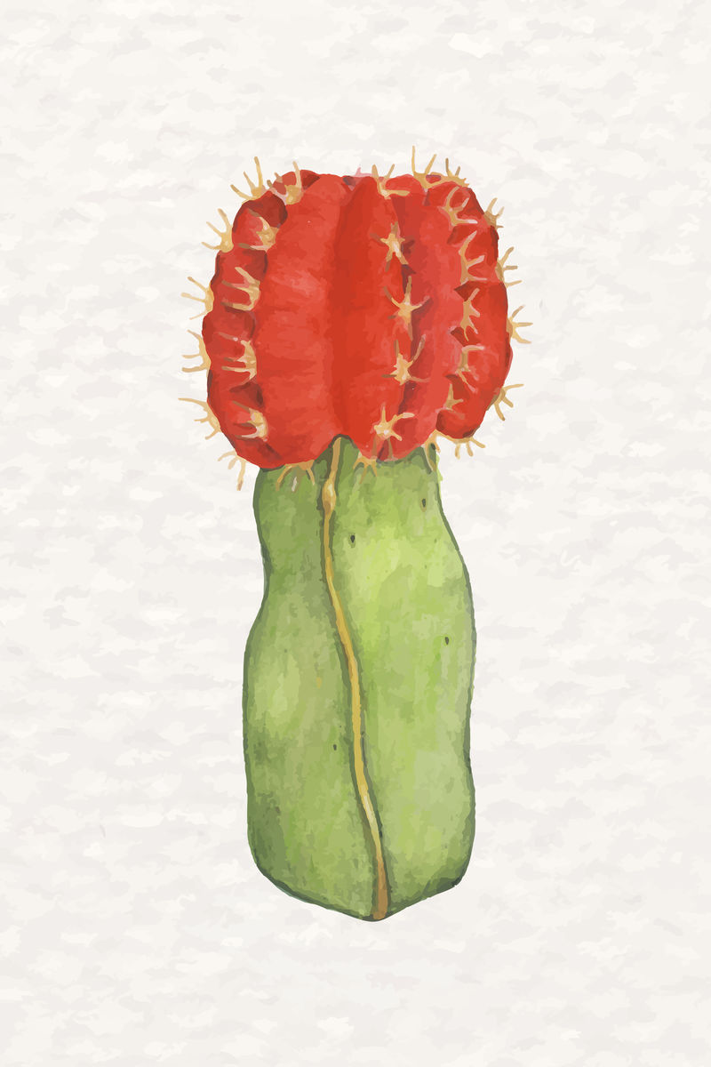 水彩画月亮仙人掌