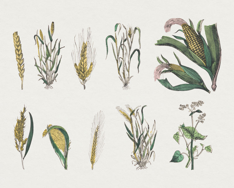 复古植物psd艺术印刷套装由Marcius Willson和N