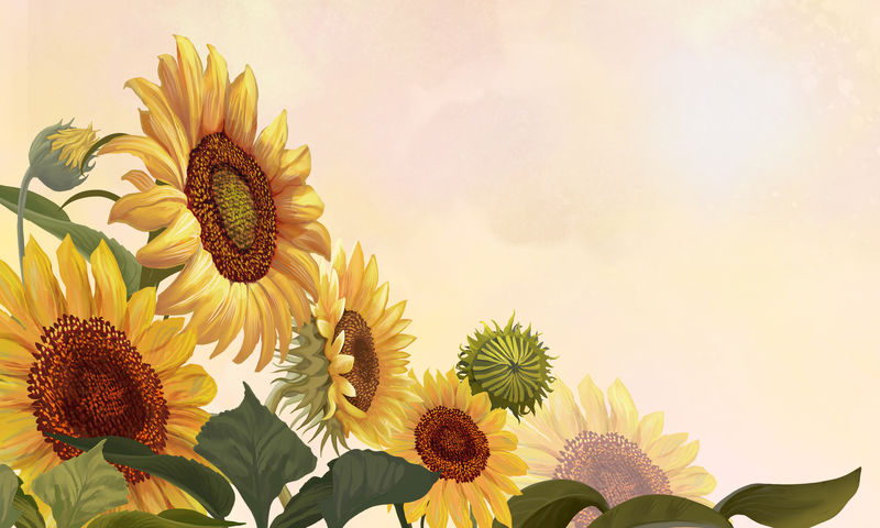黄色背景插图上的手绘向日葵素材 高清图片 摄影照片 寻图免费打包下载