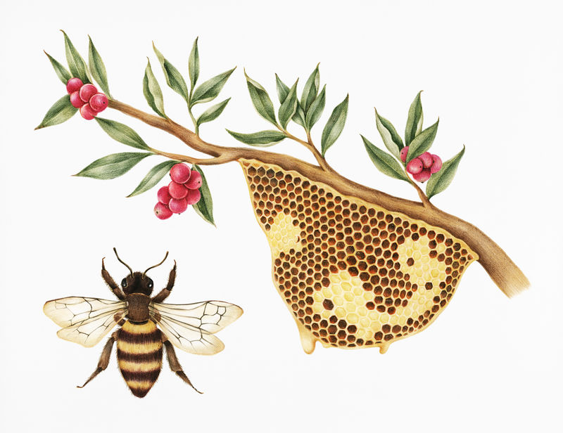蜂巢插画风格图片,蜜蜂,蜂箱,蜂蜜,蜂窝,养蜂,蜜蜡,设计,绘图,风味等
