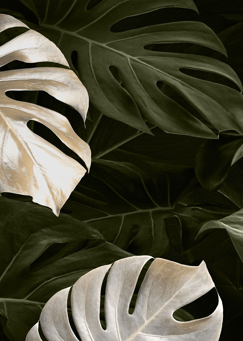 热带背景图像psd