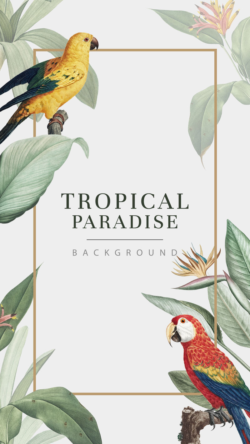 热带天堂横幅框架插图