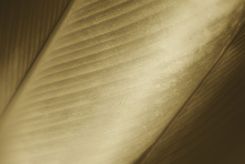 黄色雪茄花叶背景特写