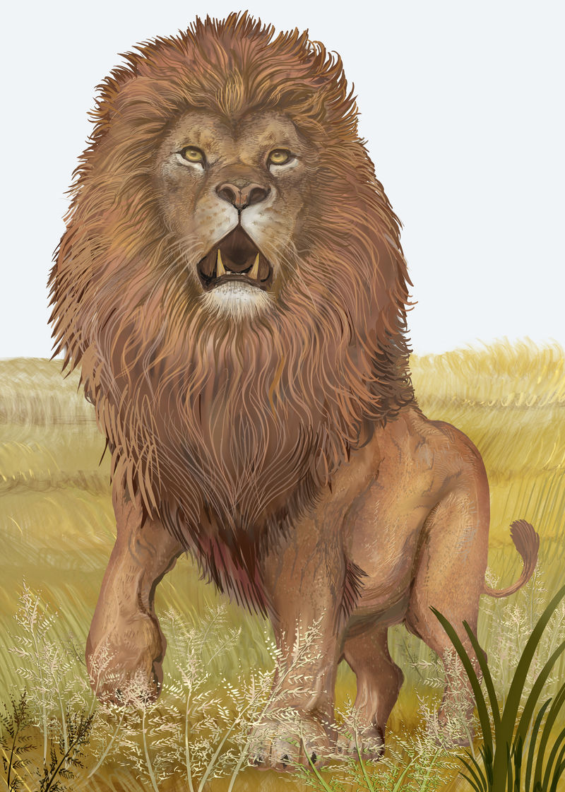 丛林中万能的咆哮狮子插图