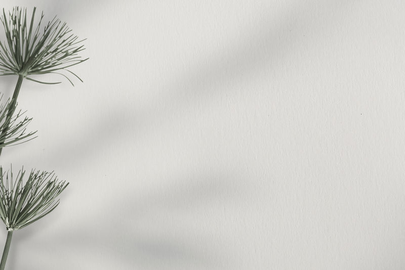 白底纸莎草属植物