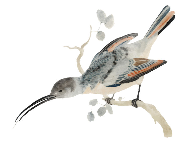 蜂鸟的经典插图