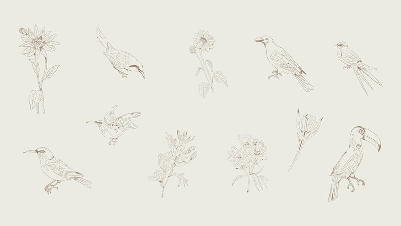 手绘鸟类和花卉采集载体