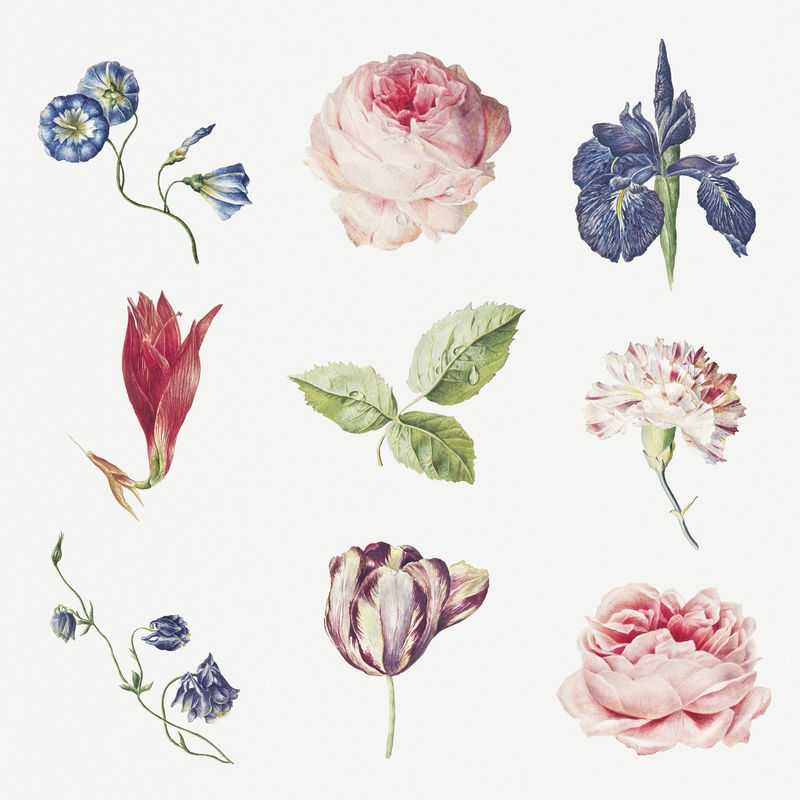 盛开的石蒜花鸢尾花兰花郁金香和玫瑰花集合设计资源