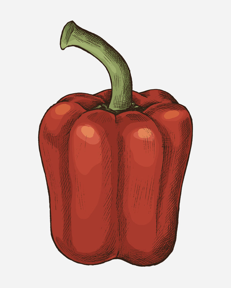新鲜有机红甜椒插画