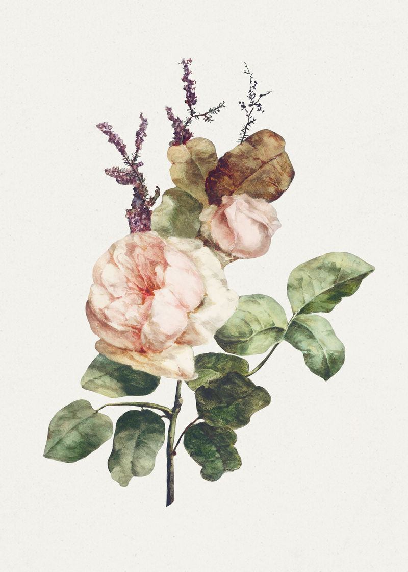 玫瑰花束插画模板素材-高清图片-摄影照片-寻图免费打包下载