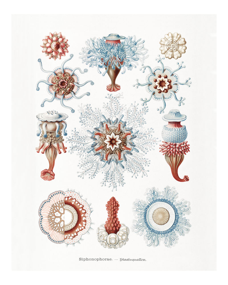 复古水母插画墙壁艺术印刷品和海报