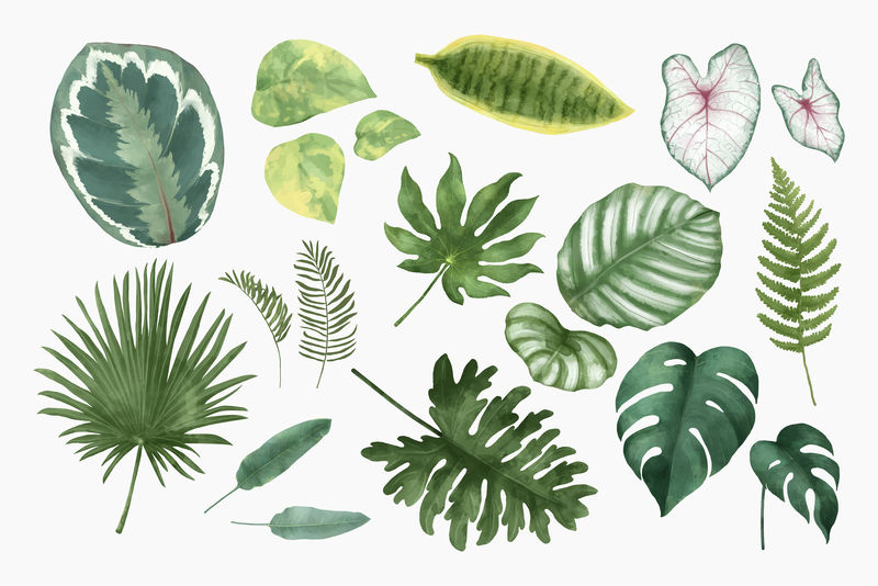 热带植物插图集