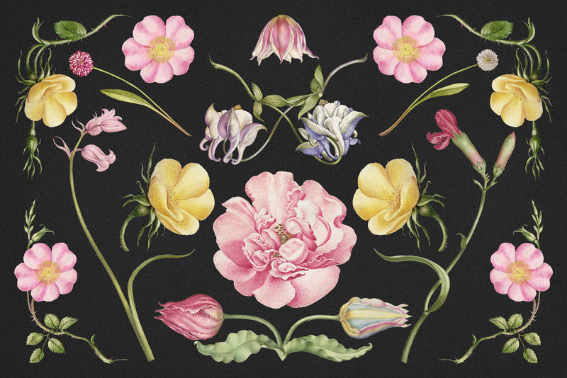 复古绽放花卉插图psd集混音从模型书的书法乔里斯霍夫纳格尔和乔治博茨凯