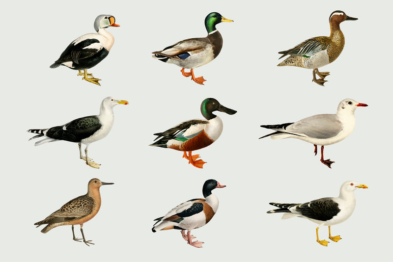 矢量混合鸟手绘鸭套装