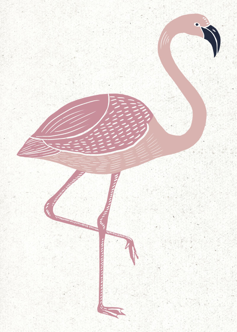 粉红火烈鸟psd复古利诺科特手绘