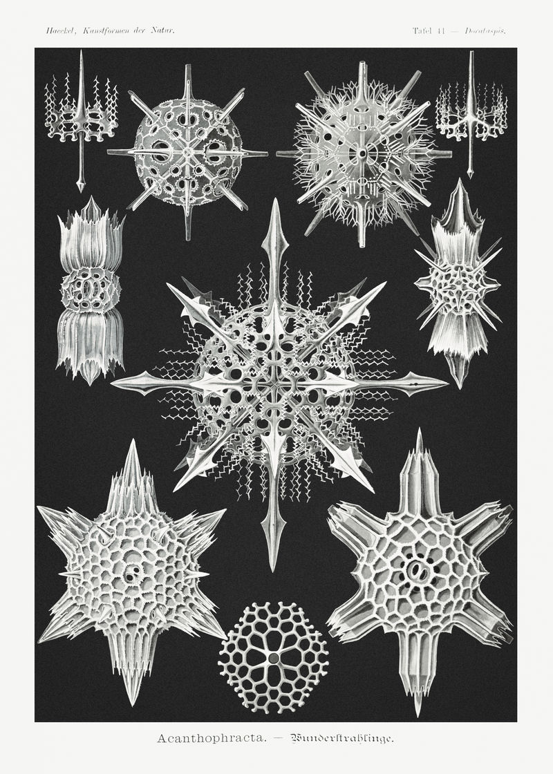 复古海洋生物插图海报模板