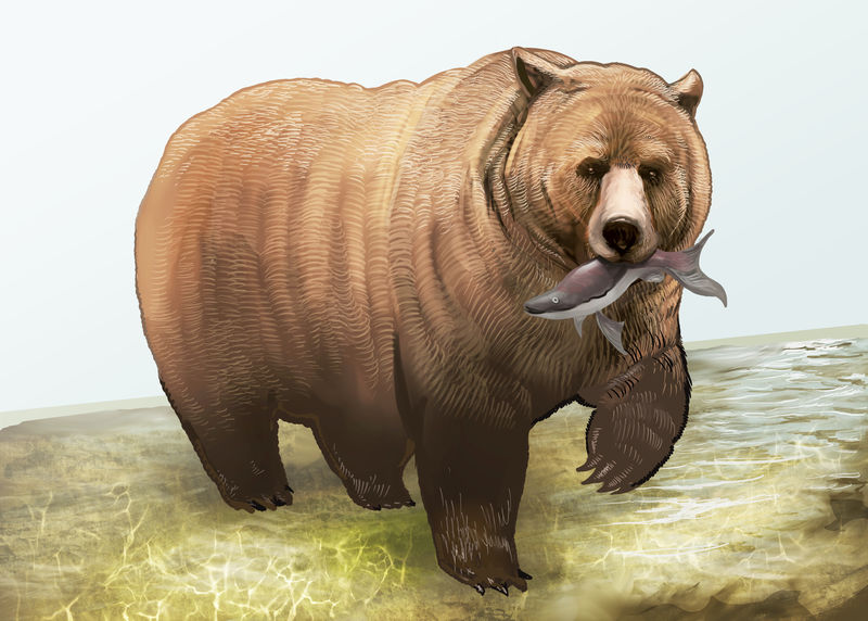 嘴里叼着鱼的灰熊