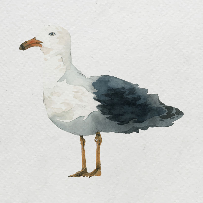水彩画白色画布上的海鸥矢量