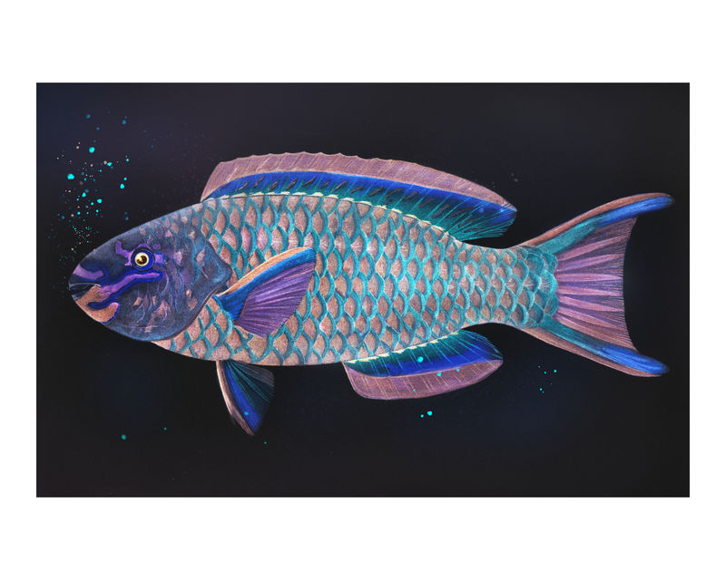 Queen parrotfish复古墙画印刷海报设计混搭原创艺术作品