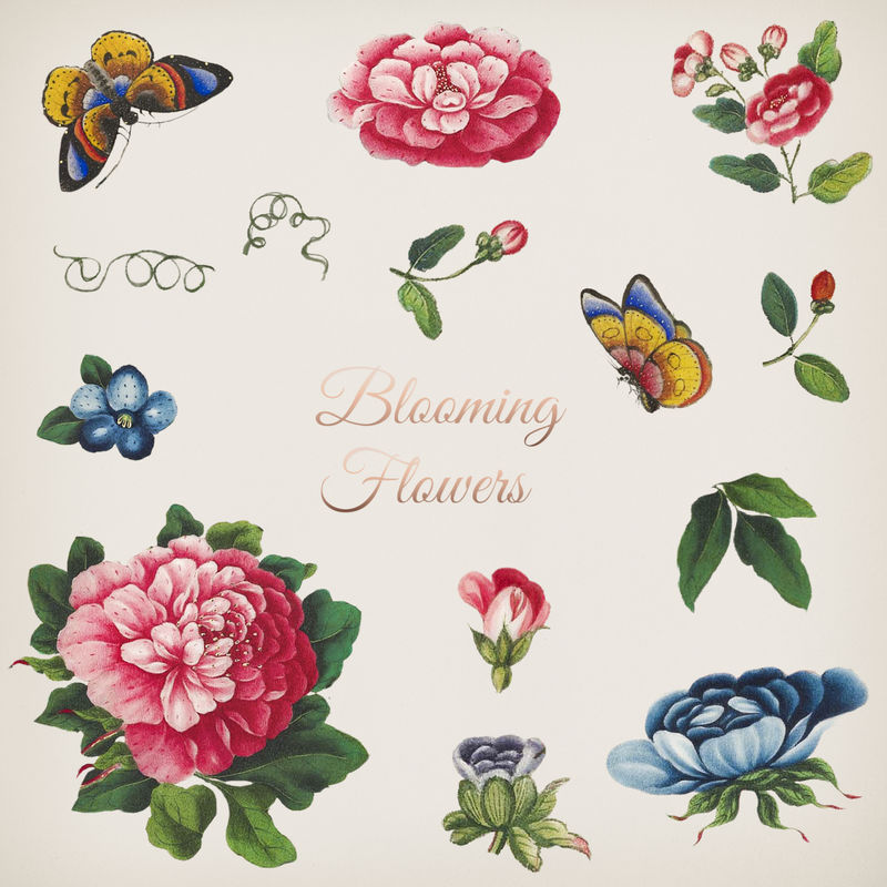美丽的古董中国花卉插图设置模型