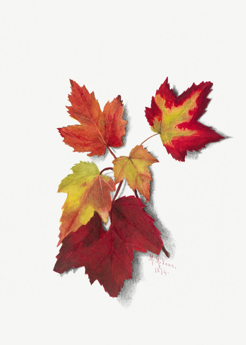秋叶植物插画水彩画