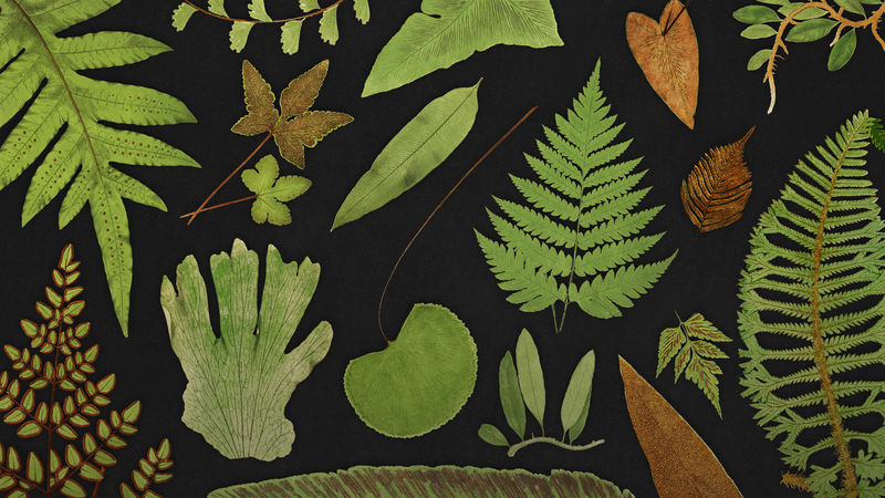 各种蕨类植物叶子模板