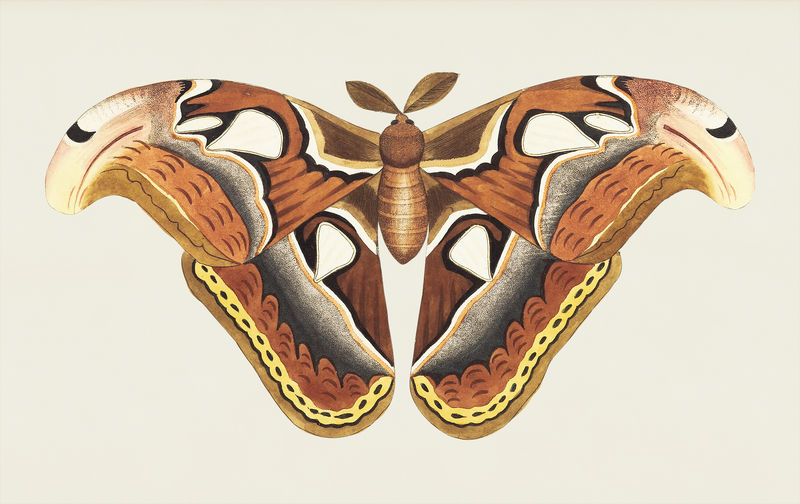 乔治·肖(1751-1813)的《博物学家杂集》(1789-1813)中的阿特拉斯·莫思插图