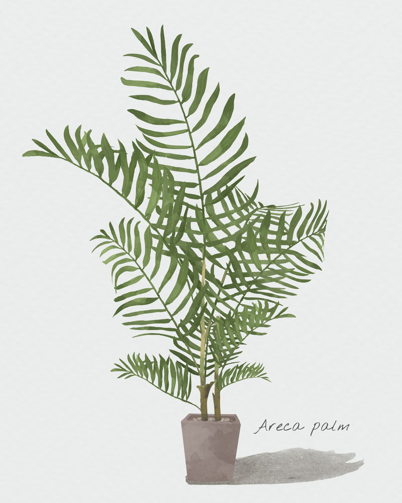 水彩画槟榔棕榈叶植物