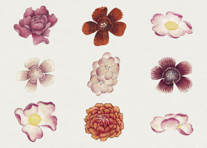 中国粉花psd套装张若爱作品混音