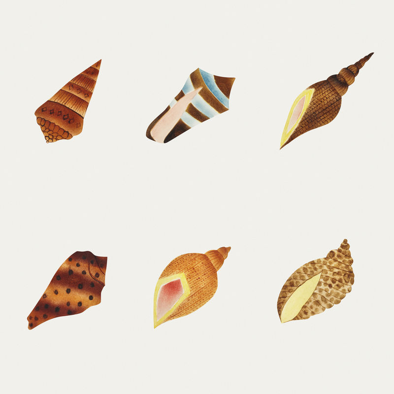 海贝套装复古插图